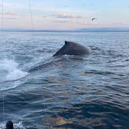 Lejlighed House Nordkapp Fishing Adventure *